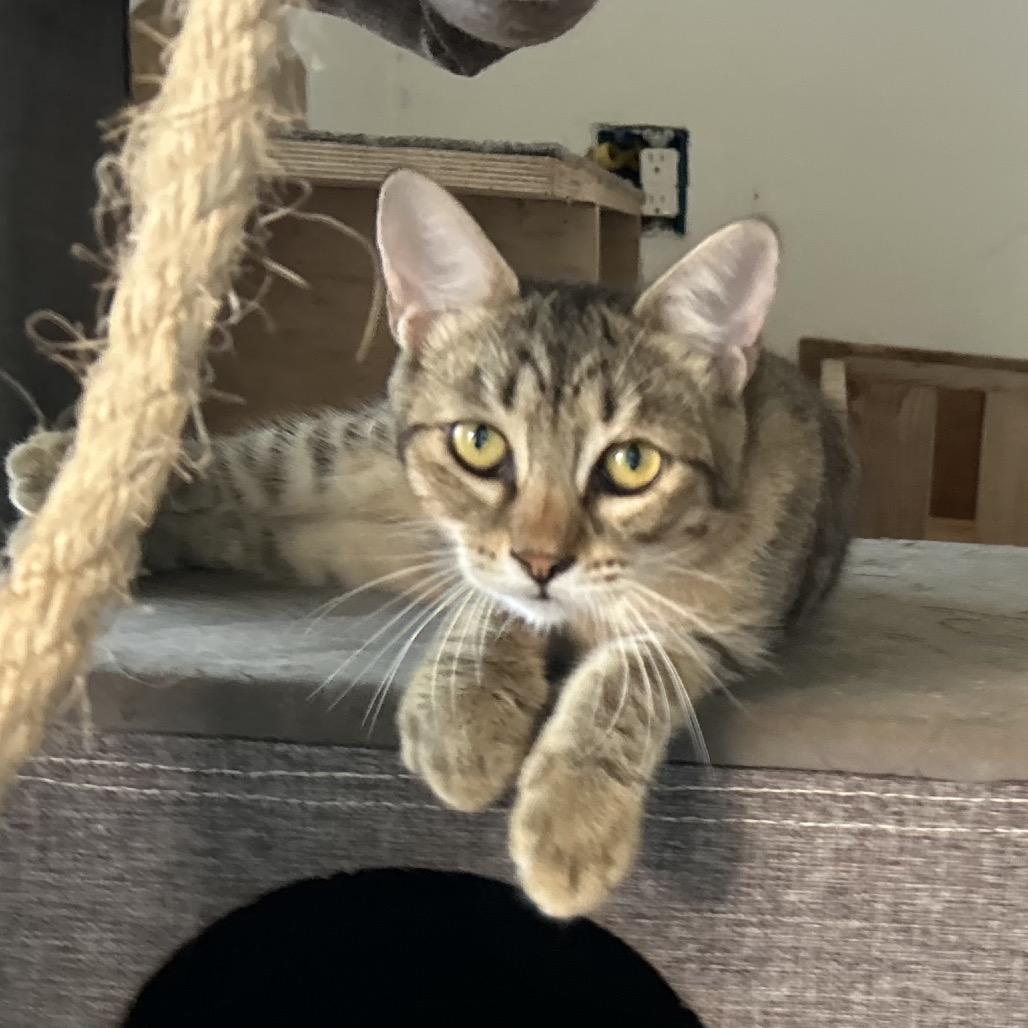 Enlarge Juney, a Adoptable Domestic Short Hair in Port Richey, FL image 5/5