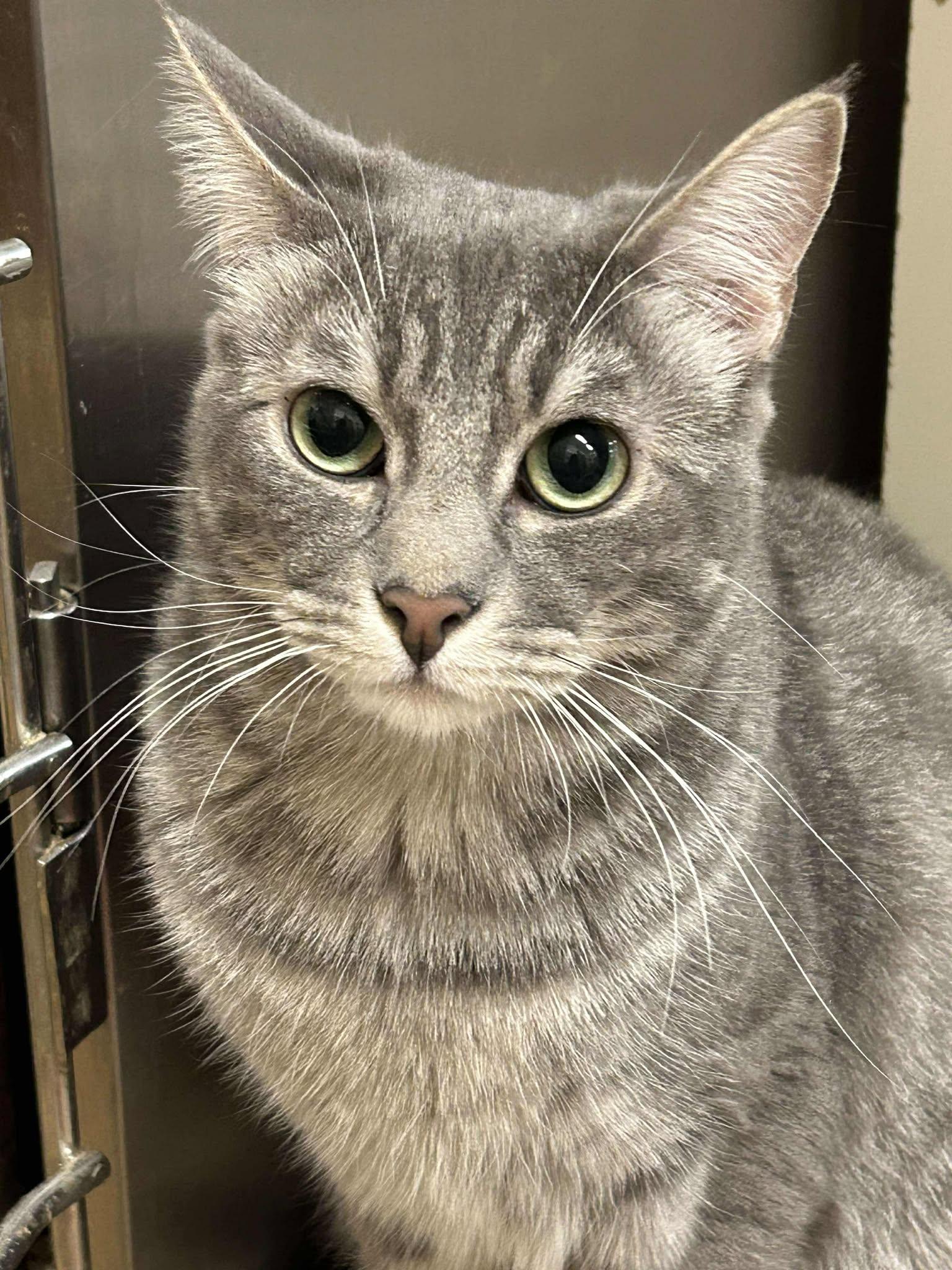 Enlarge ODIE, a Adoptable mixed breed in HEMET, CA image 4/6