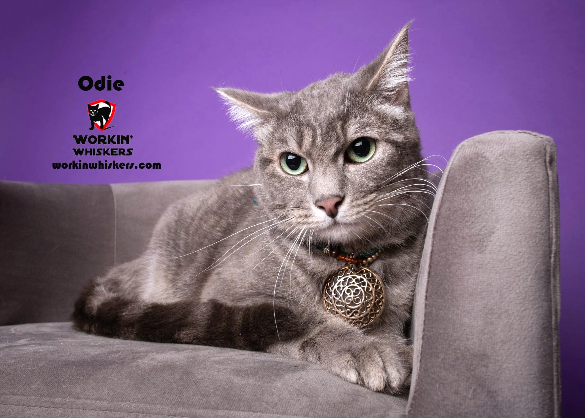 ODIE