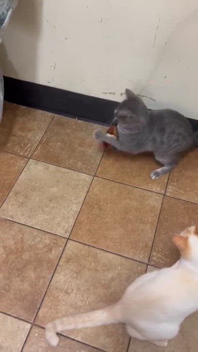 Enlarge ODIE, a Adoptable mixed breed in HEMET, CA video 6/6