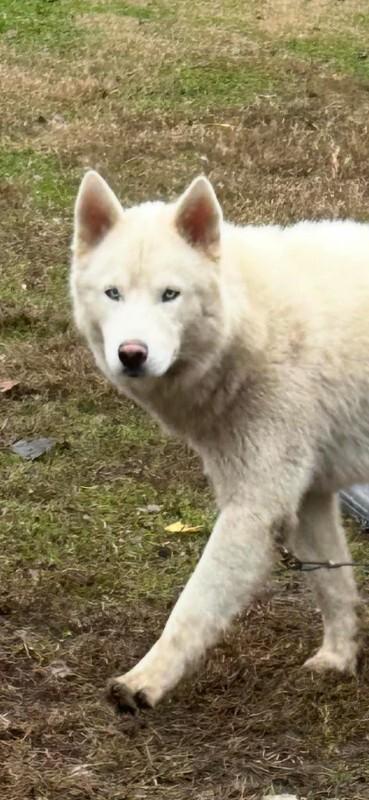 Enlarge MashTater, a Adoptable Husky in Georgetown, OH image 1/1