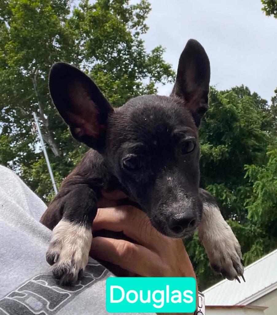 Douglas, a Adoptable mixed breed in Mena, AR image 1/3