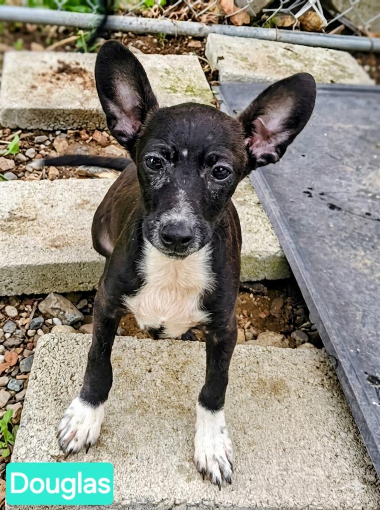 Douglas, a Adoptable mixed breed in Mena, AR image 2/3