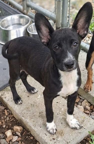 Douglas, a Adoptable mixed breed in Mena, AR image 3/3