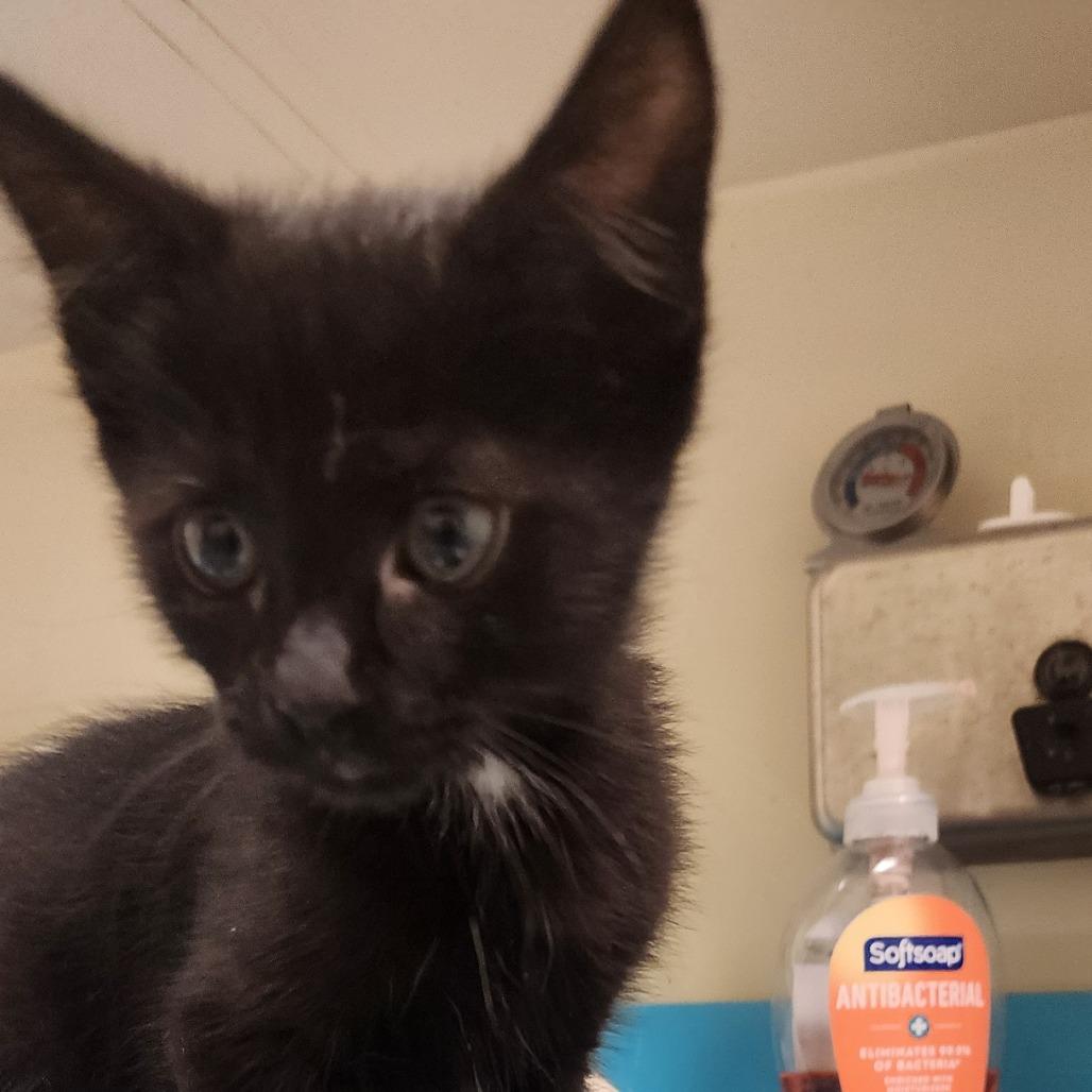 Obsidian, Adoptable, Kitten Male Domestic Short Hair.