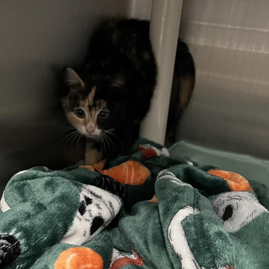 Sandy, Adoptable, Kitten Female Domestic Short Hair.