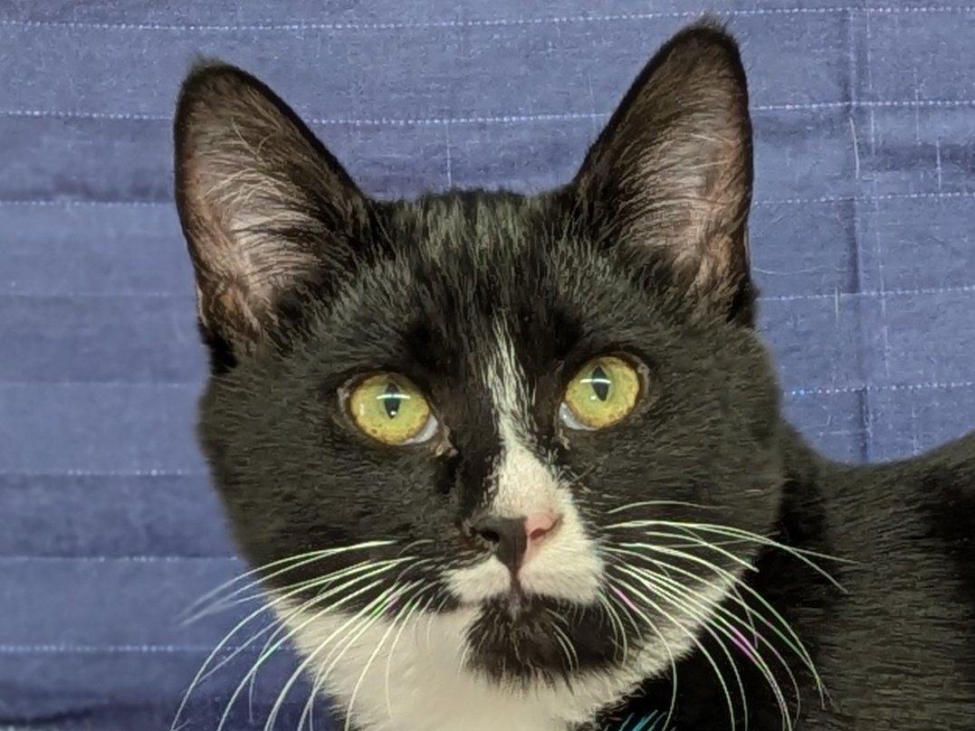 Enlarge Twix, a Adoptable mixed breed in Monroe, WA image 3/6