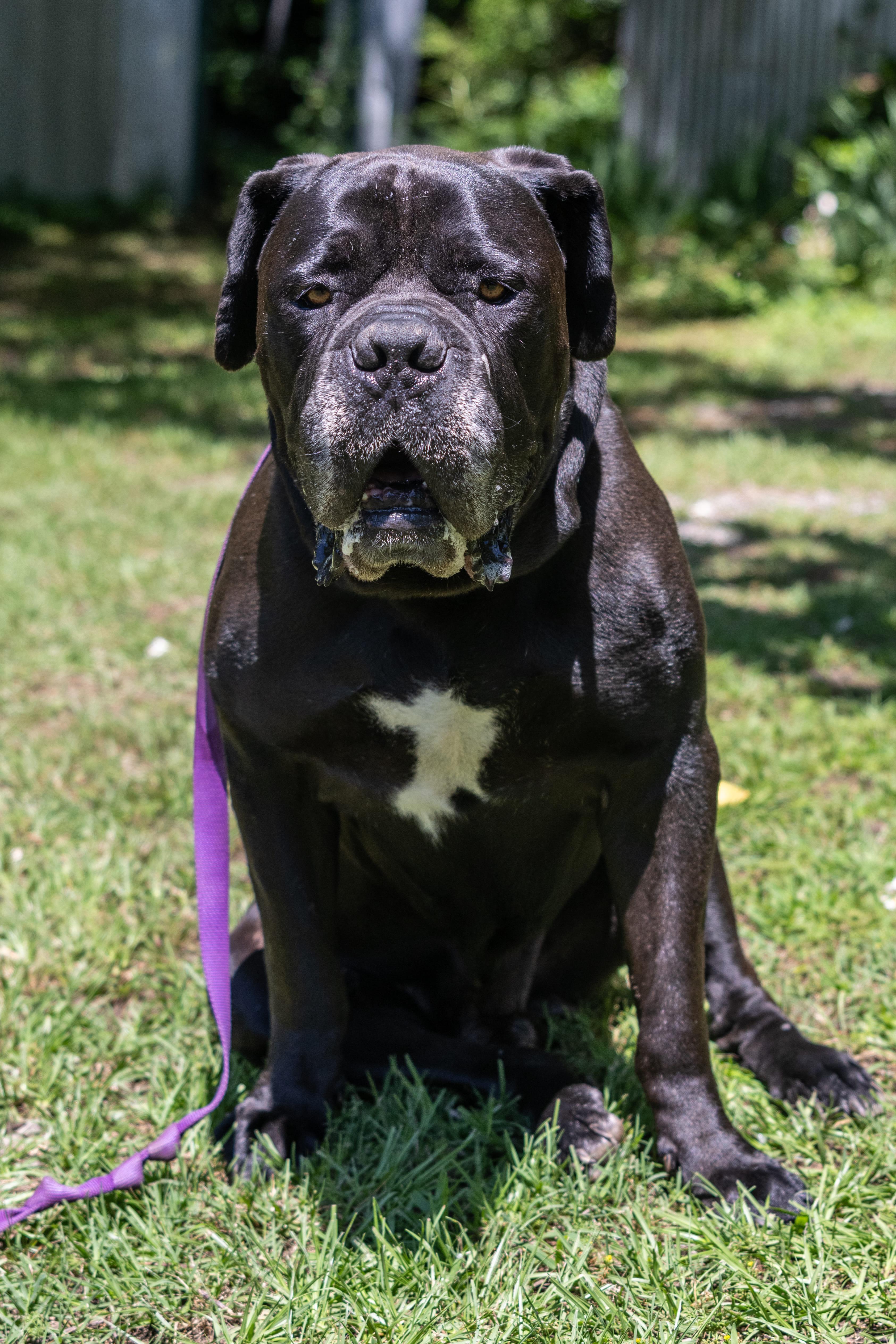 Enlarge Bronco, a Adopted Boerboel in Norwood, GA image 1/6