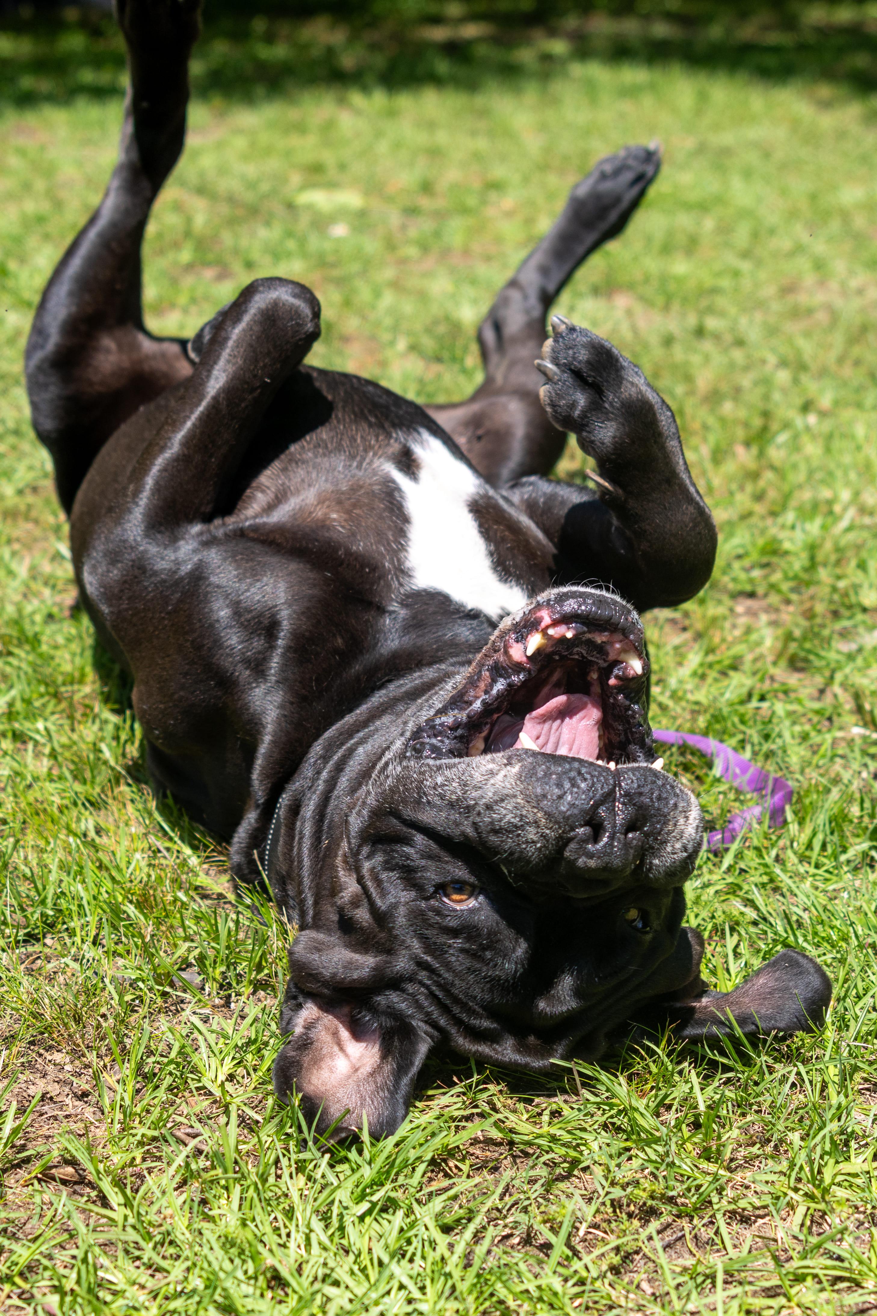 Bronco, an adoptable Boerboel in Norwood, GA, 30821 | Photo Image 3