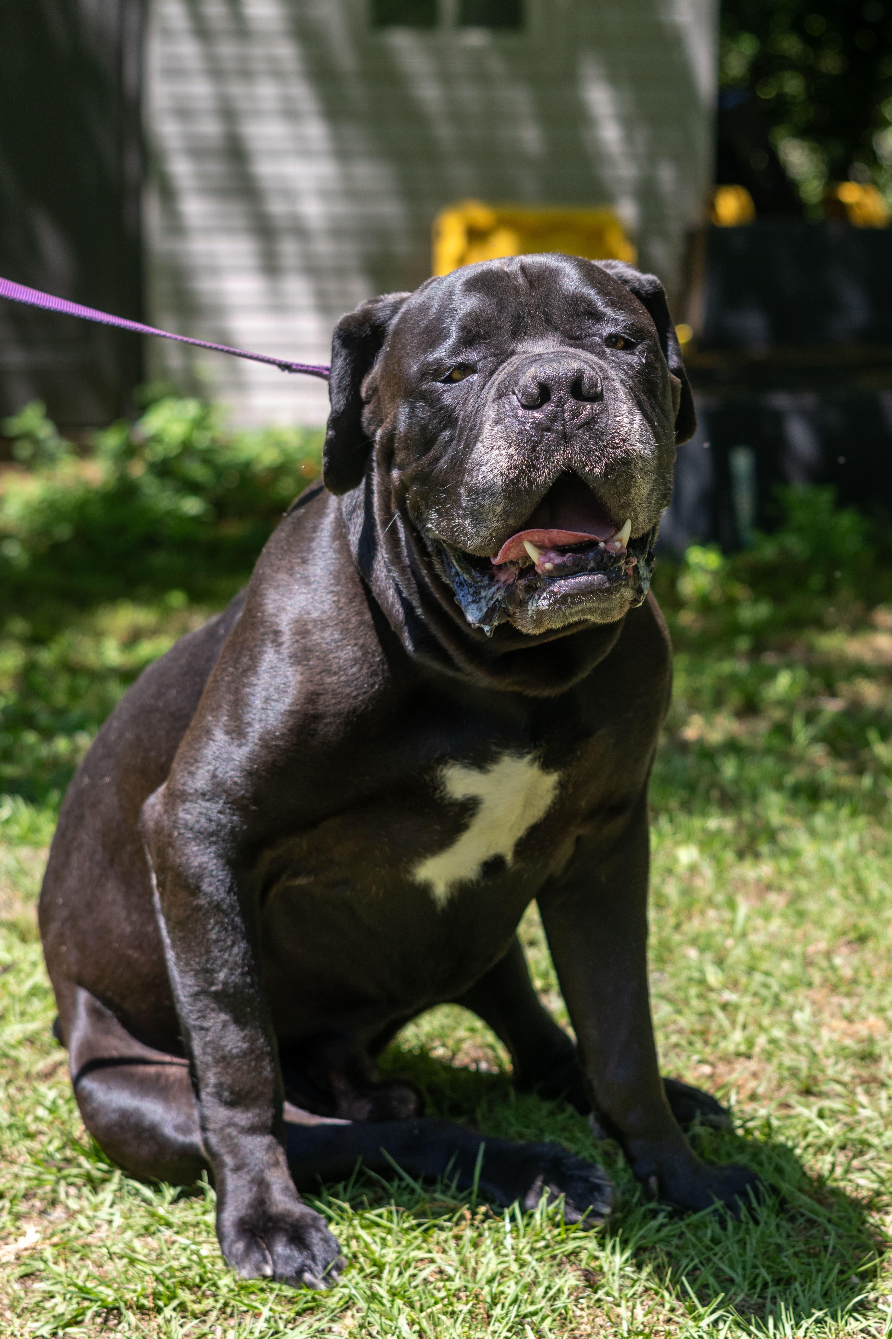 Bronco, an adoptable Boerboel in Norwood, GA, 30821 | Photo Image 2