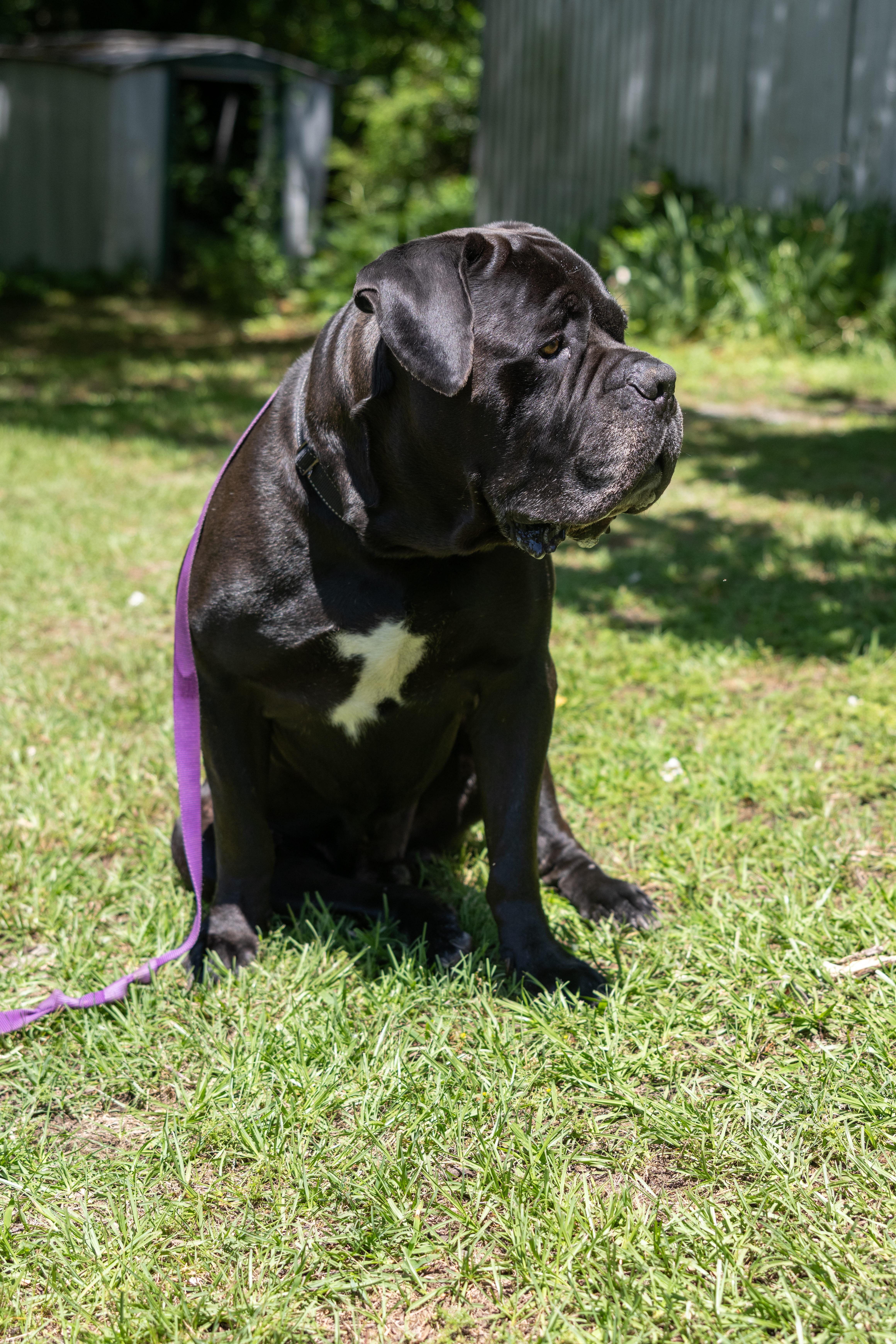 Bronco, an adoptable Boerboel in Norwood, GA, 30821 | Photo Image 6