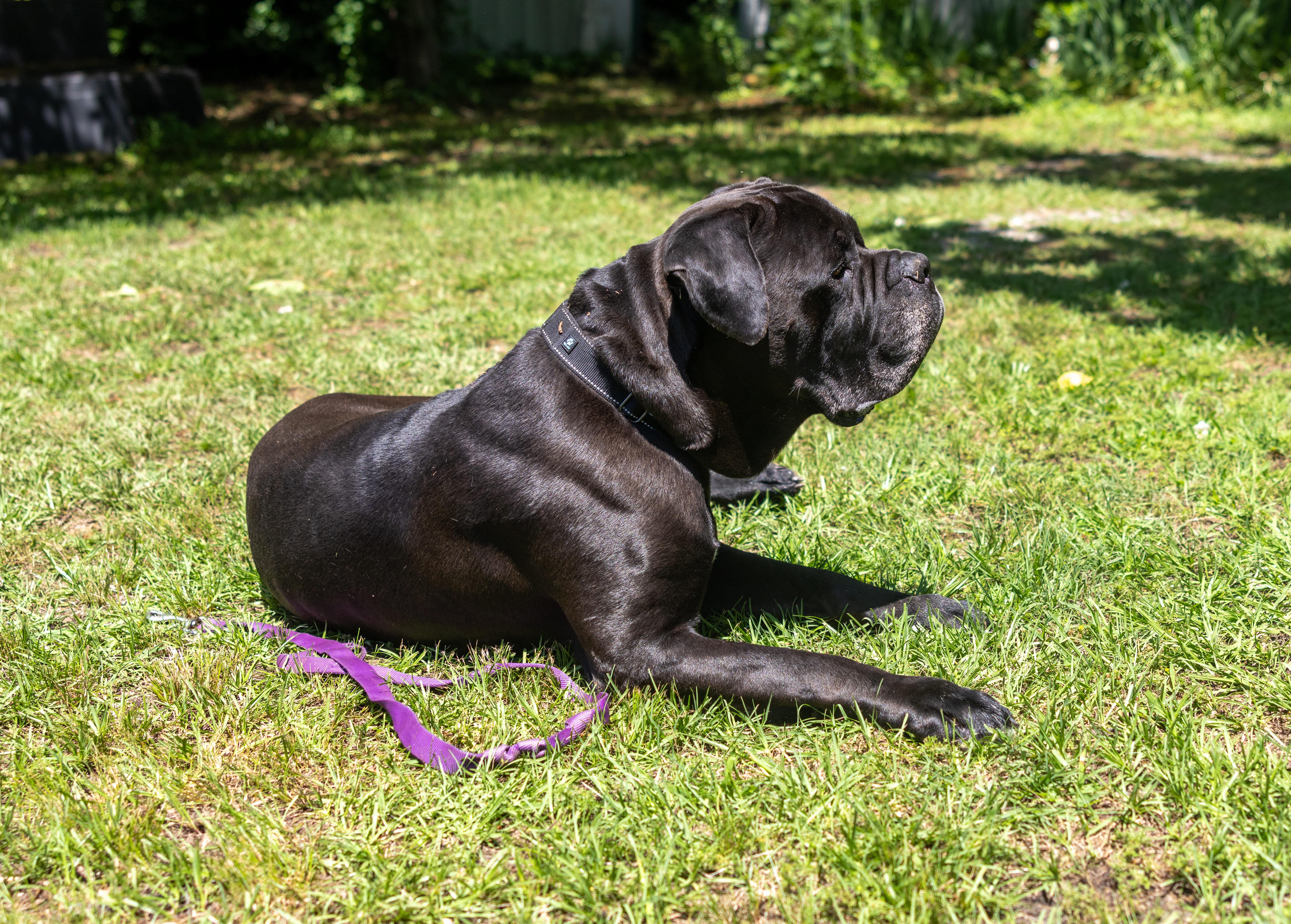 Bronco, an adoptable Boerboel in Norwood, GA, 30821 | Photo Image 5