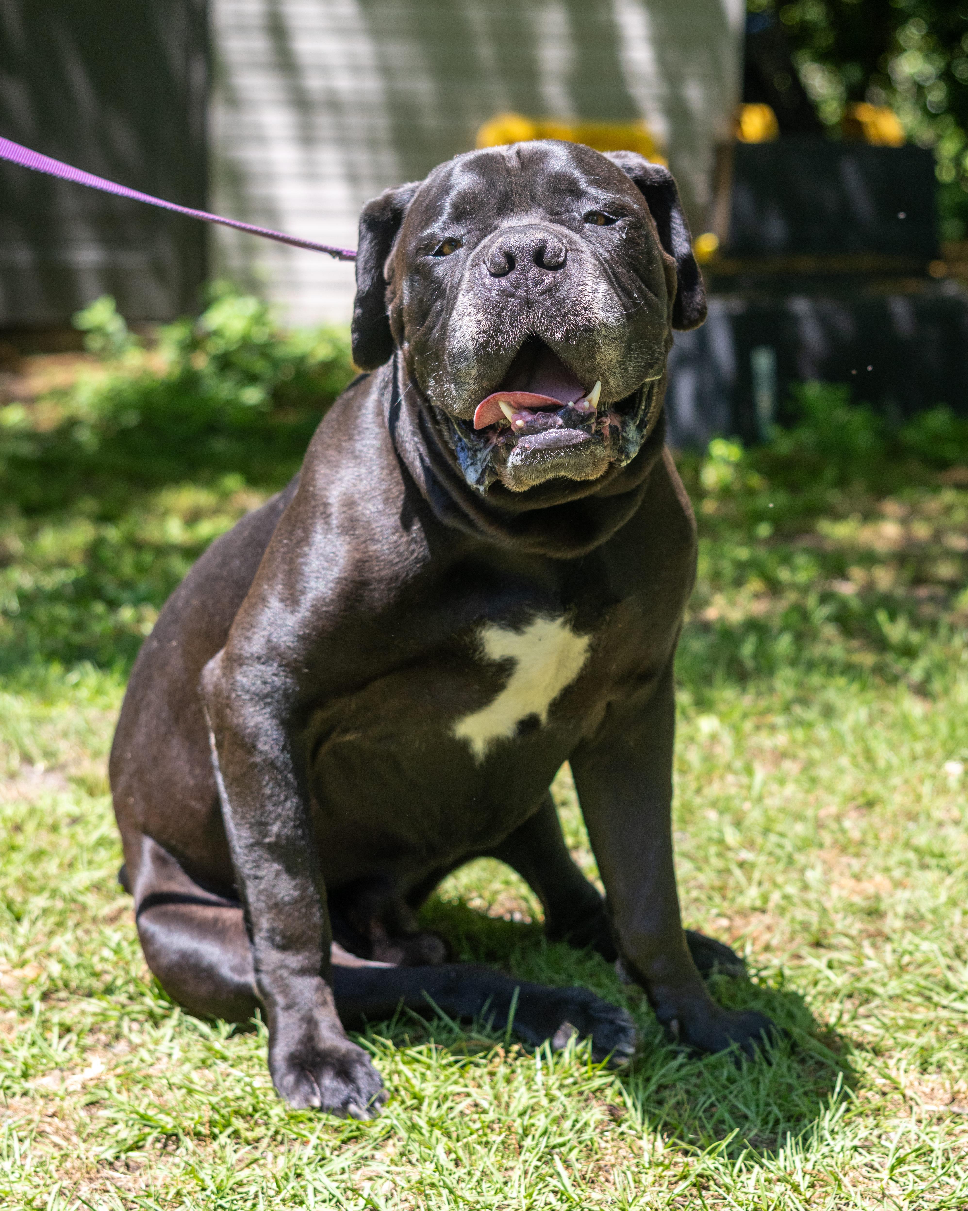 Enlarge Bronco, a Adopted Boerboel in Norwood, GA image 4/6