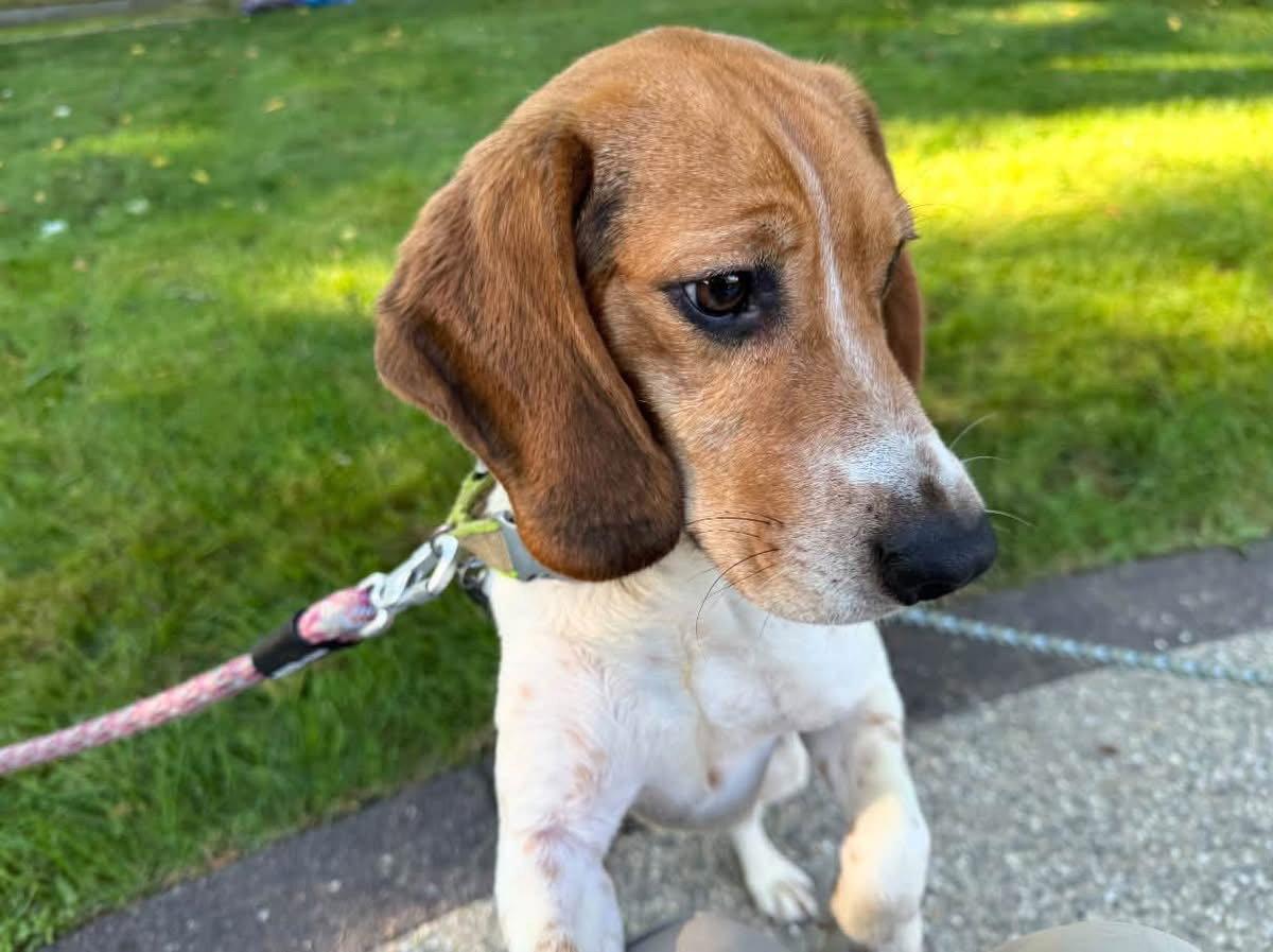 Enlarge Champ, a Adoptable Beagle in Clinton, MI image 1/3