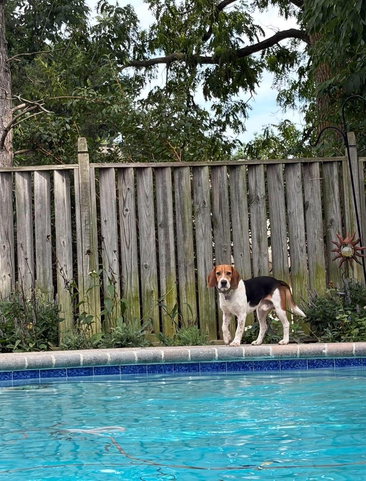 Enlarge Champ, a Adoptable Beagle in Clinton, MI image 2/3