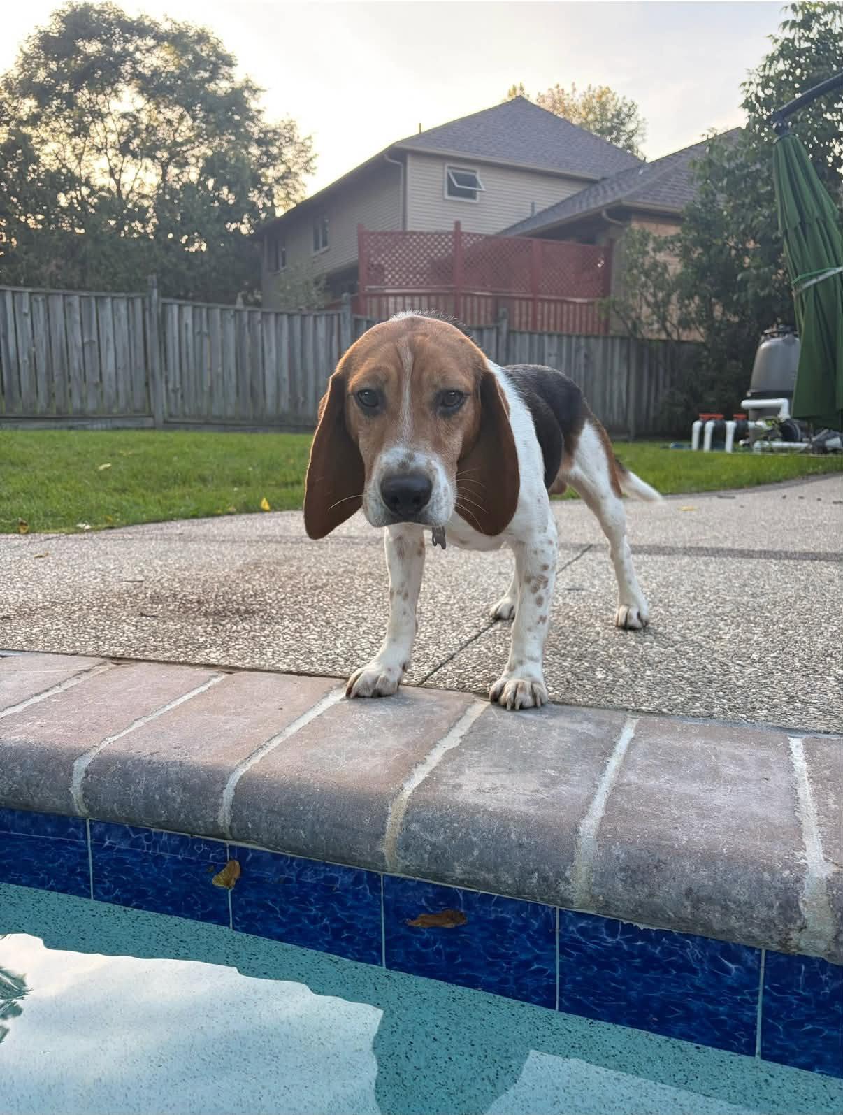 Enlarge Champ, a Adoptable Beagle in Clinton, MI image 3/3