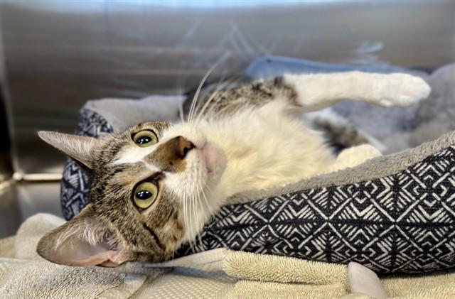 Enlarge ANGEL, a Adoptable Domestic Short Hair in Kalamazoo, MI image 1/1