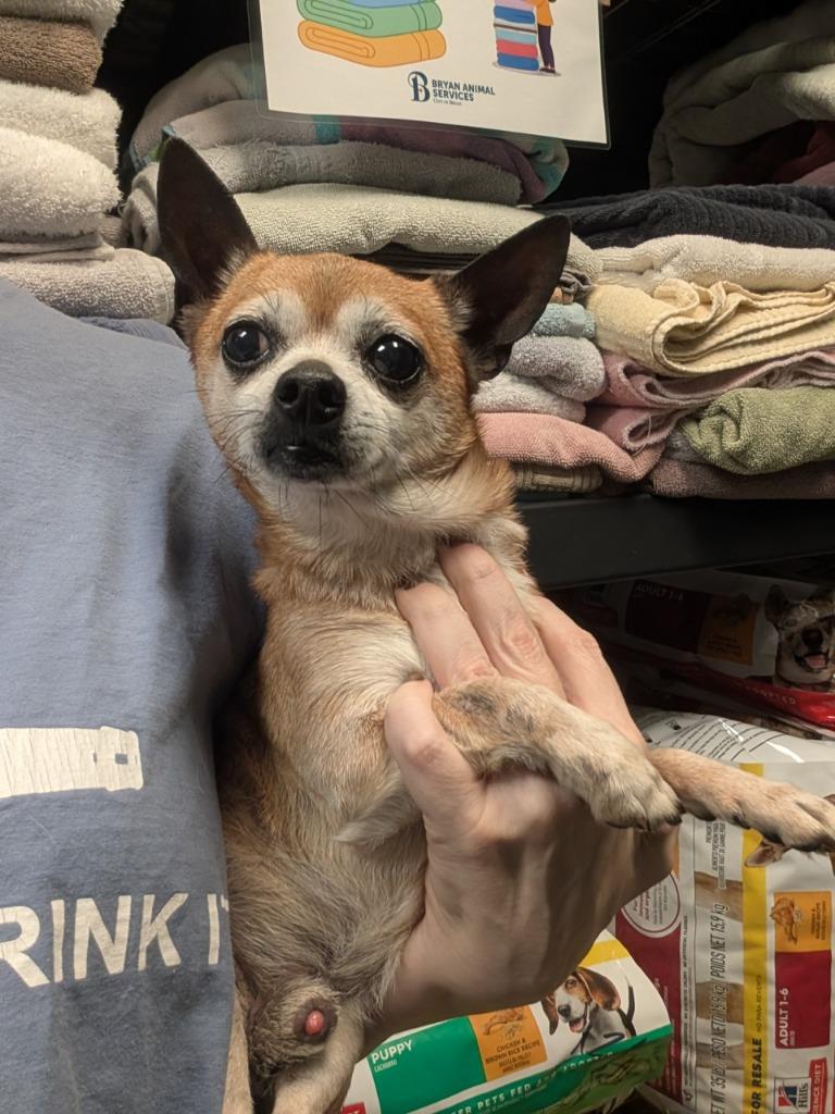 Buddy, Adoptable, Senior Male Chihuahua.