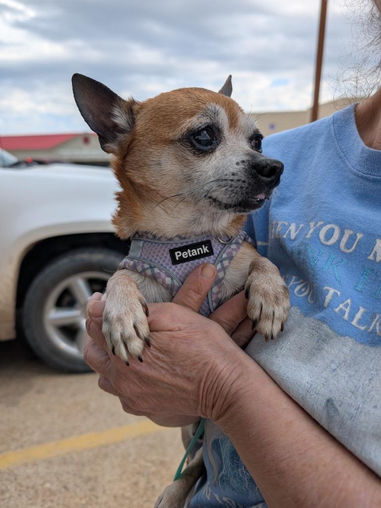 Buddy, a Adoptable Chihuahua in Bryan, TX image 2/5