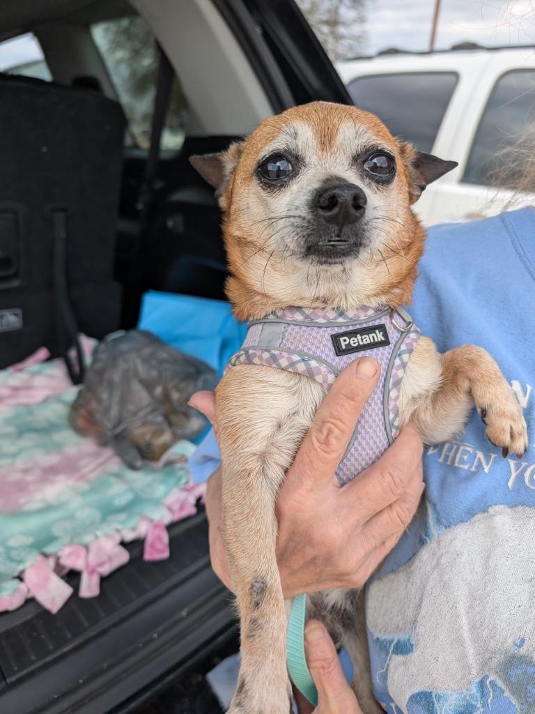 Buddy, a Adoptable Chihuahua in Bryan, TX image 3/5
