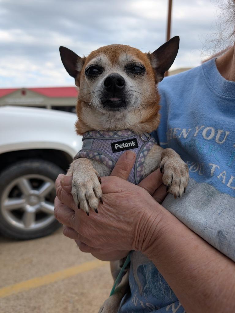Buddy, a Adoptable Chihuahua in Bryan, TX image 4/5