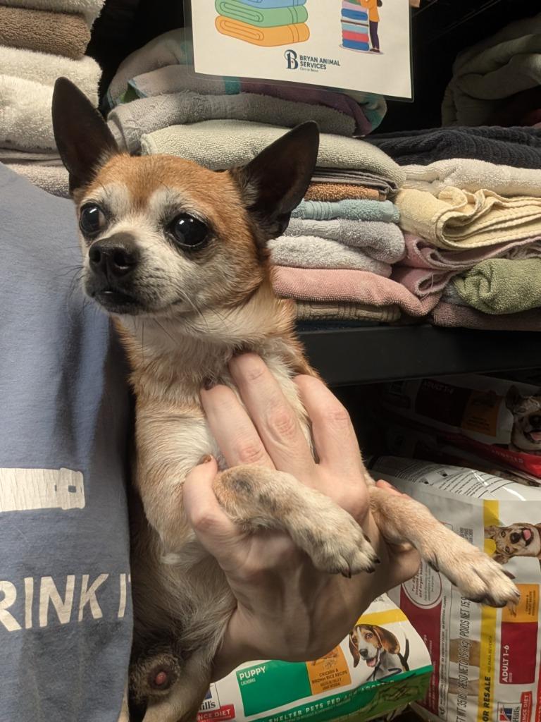 Buddy, a Adoptable Chihuahua in Bryan, TX image 5/5