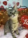 Sedge - Sweet and affectionate 8 week kitten, a ADOPTABLE Domestic Short Hair in Hales Corners, WI image 1/6