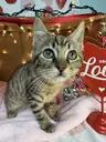 Sedge - Sweet and affectionate 8 week kitten, a ADOPTABLE Domestic Short Hair in Hales Corners, WI image 6/6