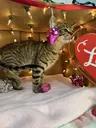 Sedge - Sweet and affectionate 8 week kitten, a ADOPTABLE Domestic Short Hair in Hales Corners, WI image 4/6