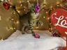 Sedge - Sweet and affectionate 8 week kitten, a ADOPTABLE Domestic Short Hair in Hales Corners, WI image 5/6