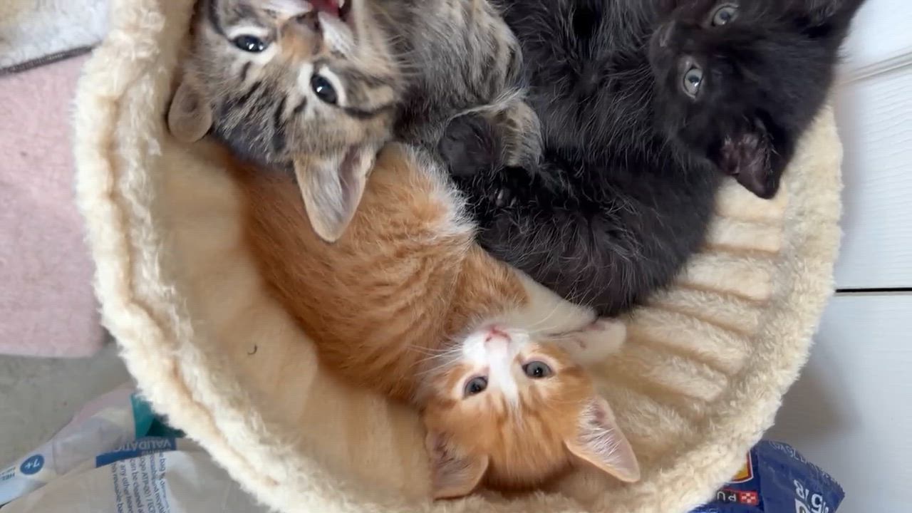 Enlarge Sedge - Sweet and affectionate 8 week kitten, a ADOPTABLE Domestic Short Hair in Hales Corners, WI video 3/6