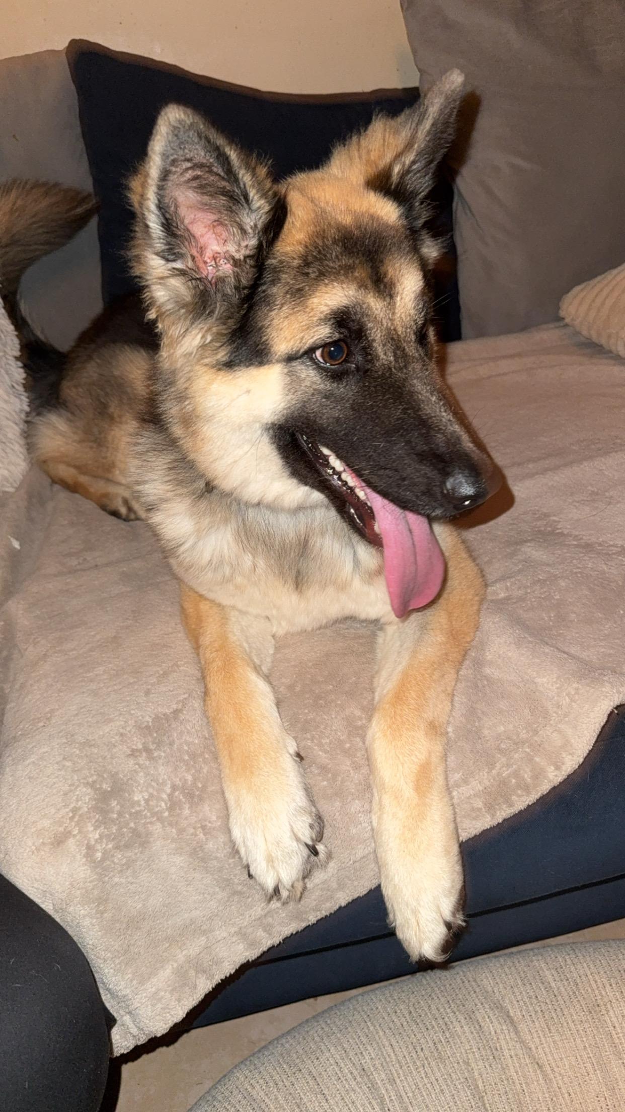 Enlarge Schatiz , a ADOPTABLE German Shepherd Dog in Covington, TN image 3/4