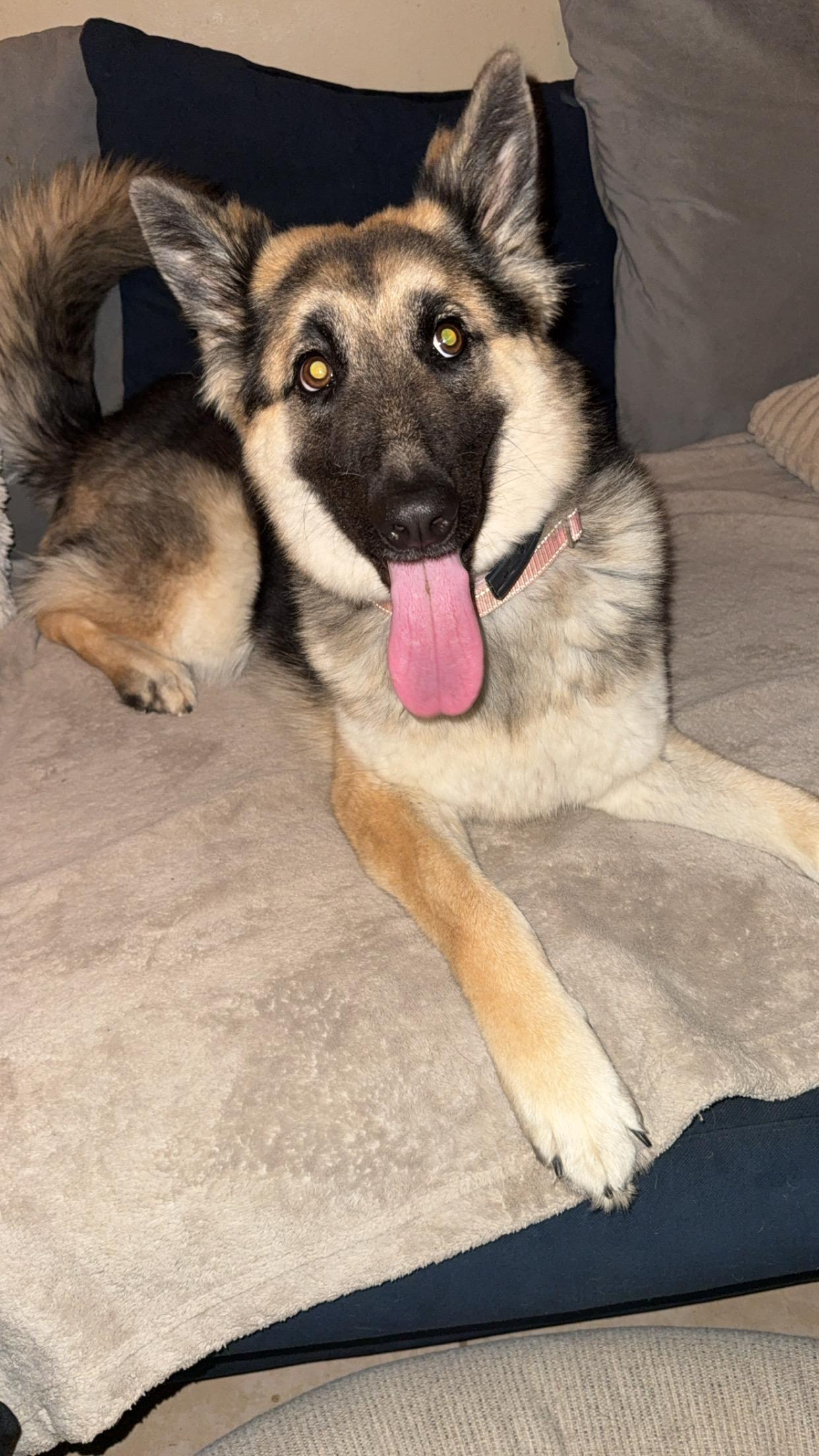 Schatiz , ADOPTABLE, Young Female German Shepherd Dog.