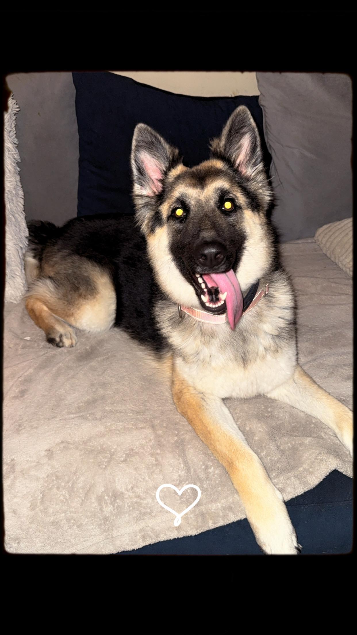 Enlarge Schatiz , a ADOPTABLE German Shepherd Dog in Covington, TN image 4/4