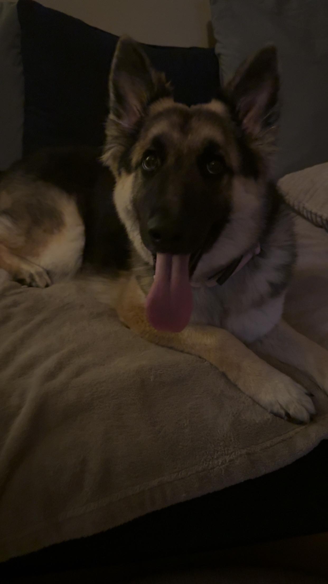 Enlarge Schatiz , a ADOPTABLE German Shepherd Dog in Covington, TN image 2/4