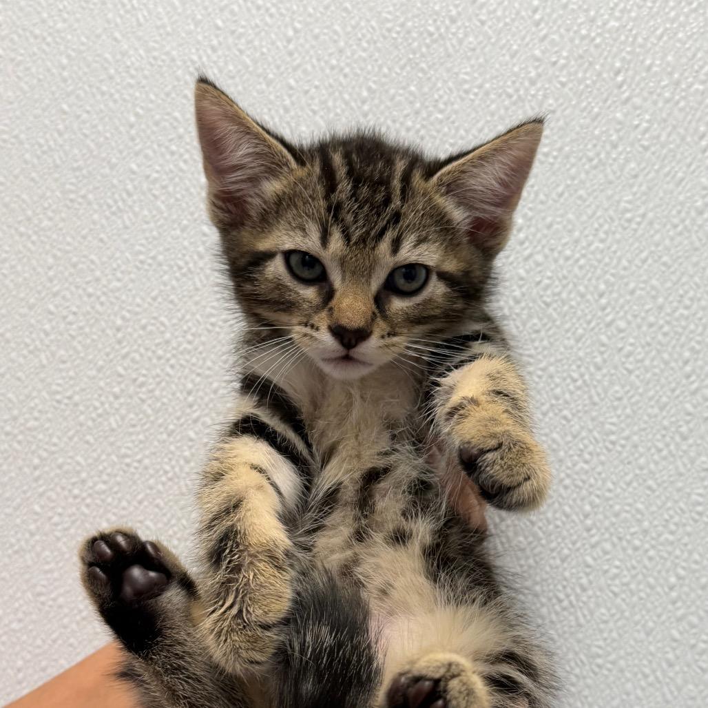 Milo, Adoptable, Kitten Male Domestic Short Hair.