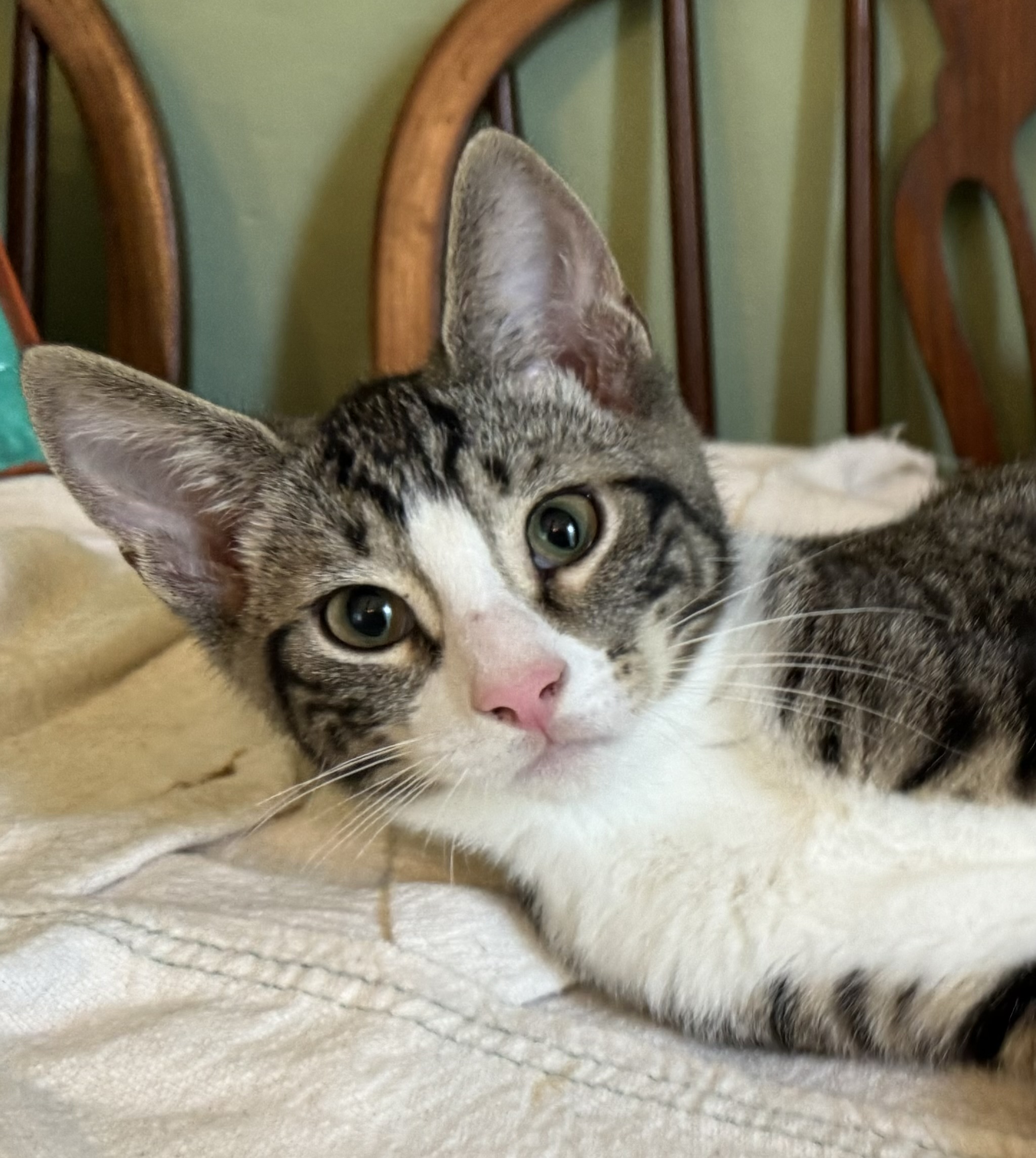 Cat for adoption Jacob, a Domestic Short Hair in Uxbridge, MA Petfinder