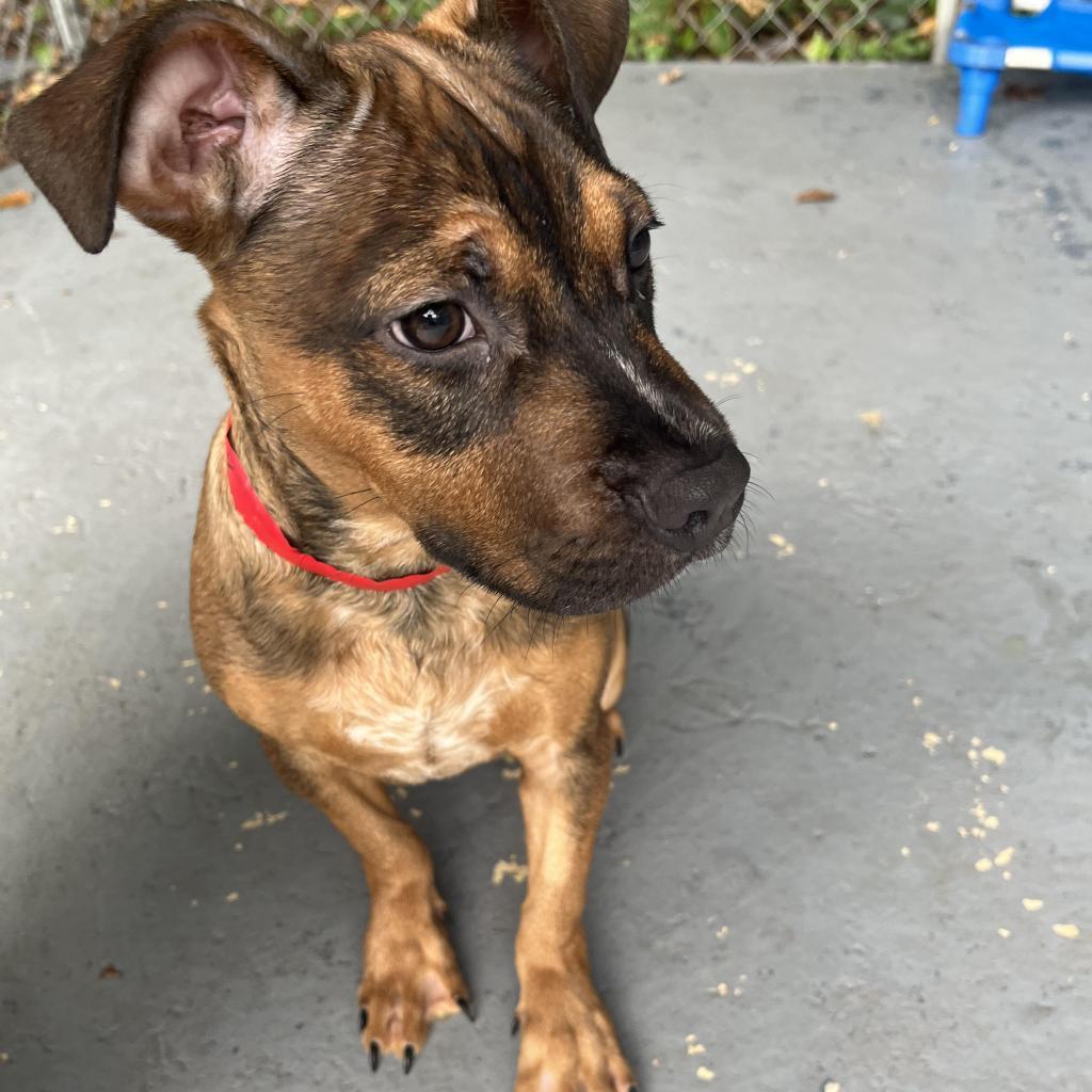 Rex, Adoptable, Adult Male Mixed Breed.