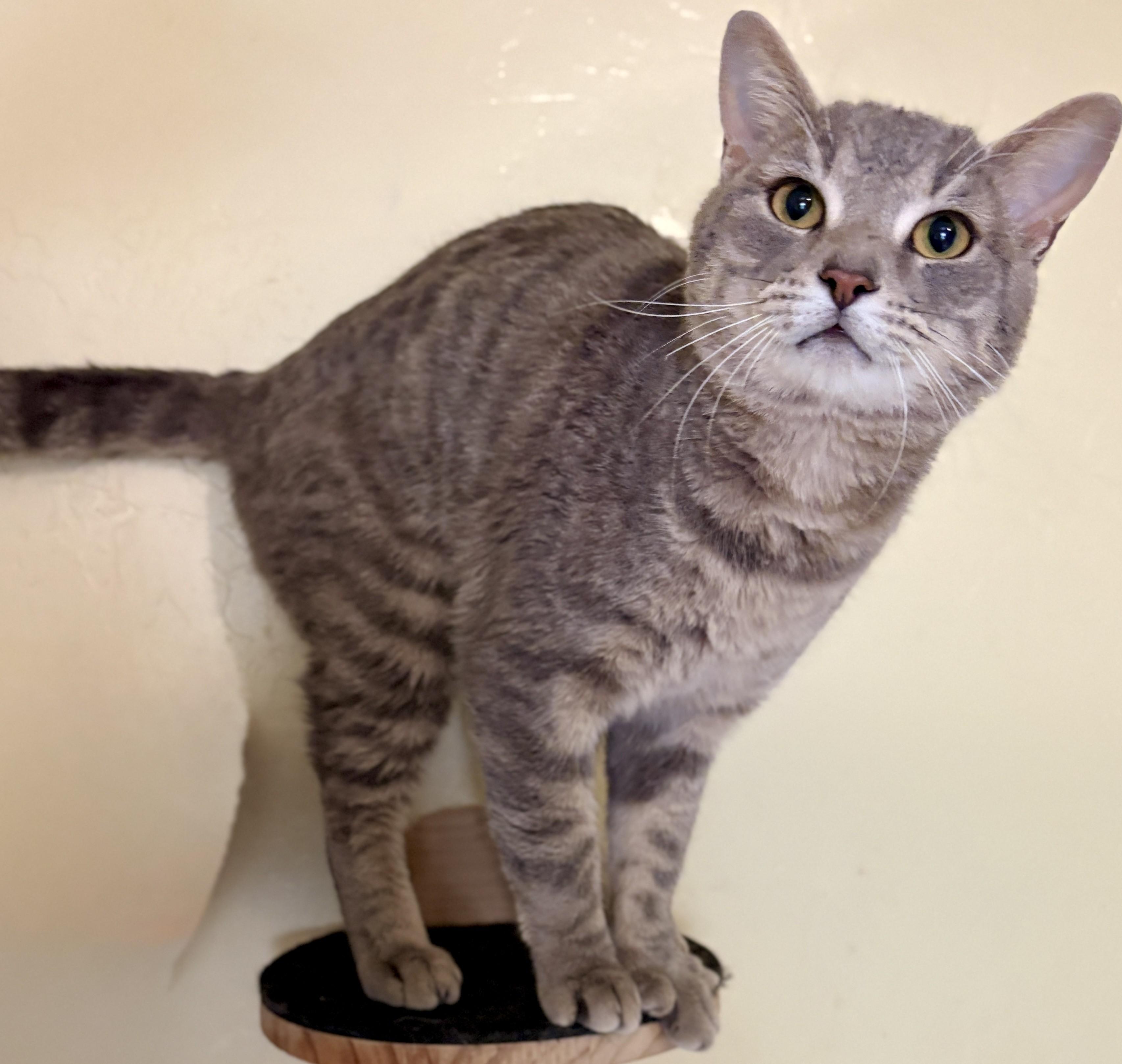 Enlarge JULES, a Adoptable Tabby in Prescott, AZ image 3/6