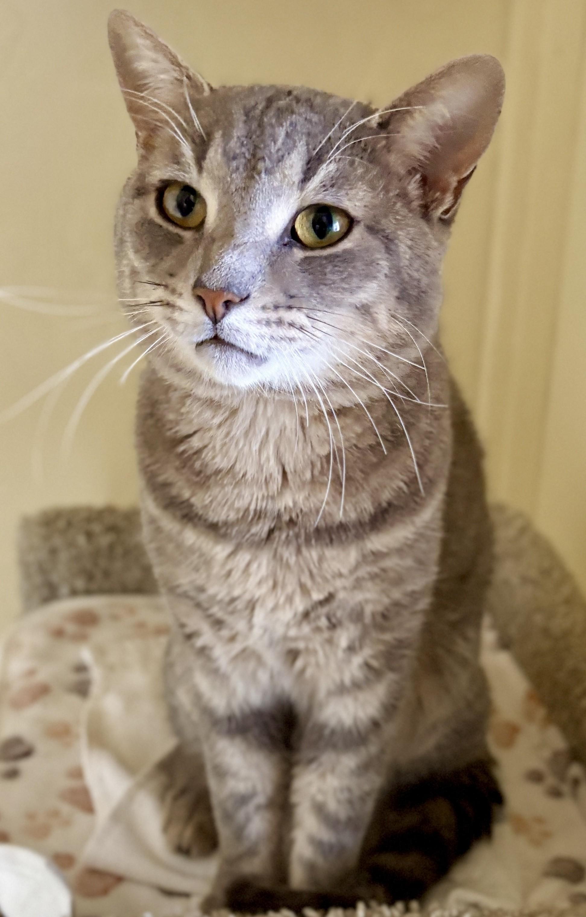 Enlarge JULES, a Adoptable Tabby in Prescott, AZ image 6/6