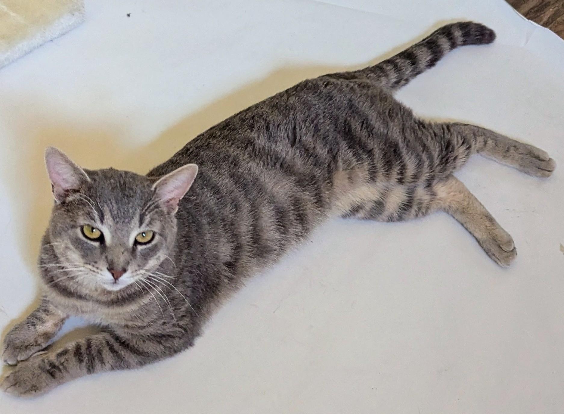 Enlarge JULES, a Adoptable Tabby in Prescott, AZ image 2/6