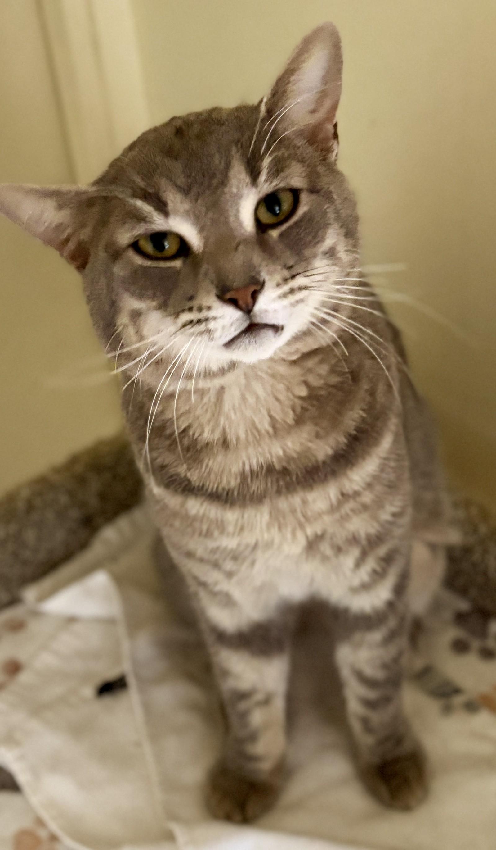 Enlarge JULES, a Adoptable Tabby in Prescott, AZ image 5/6