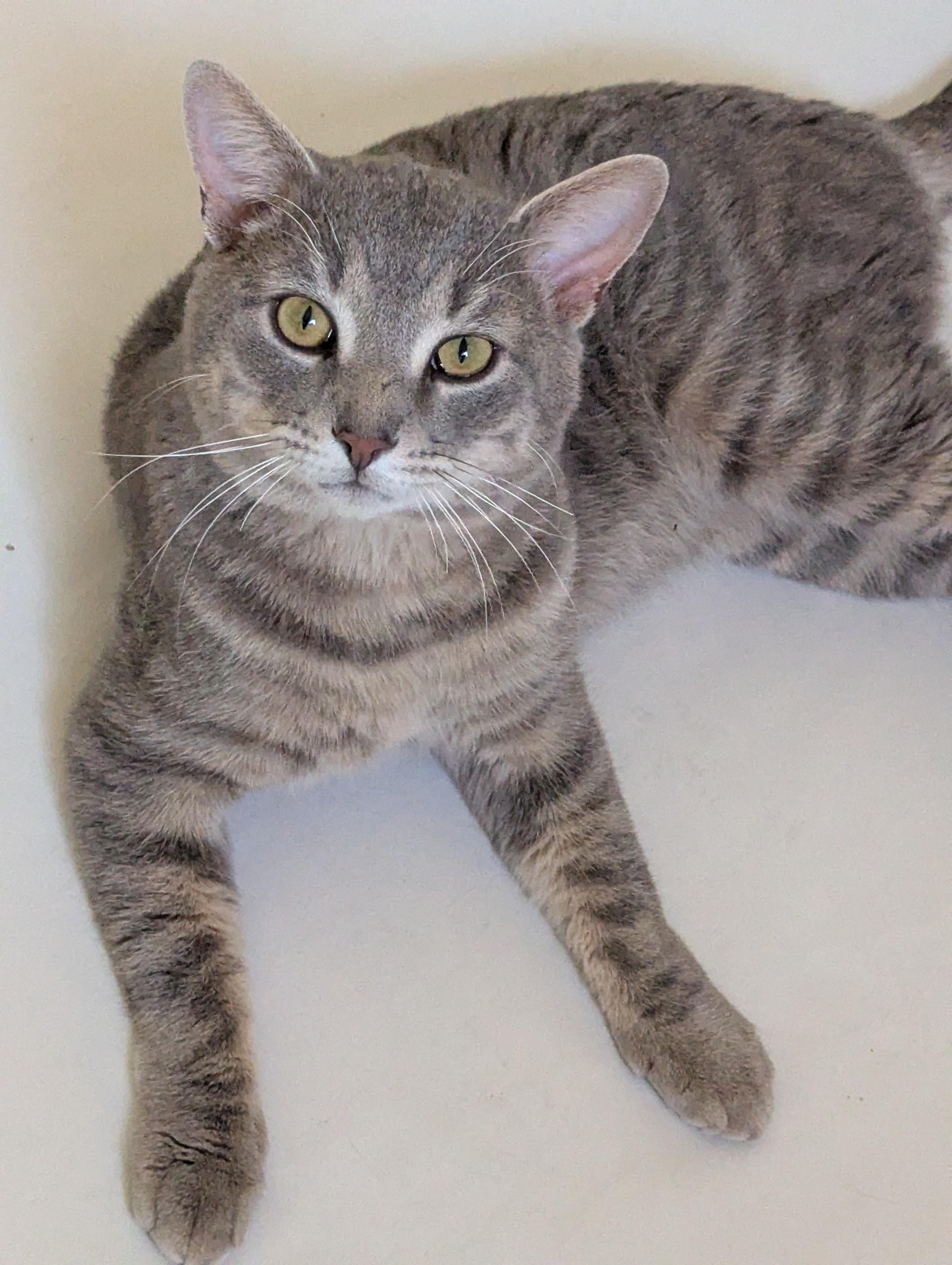 Enlarge JULES, a Adoptable Tabby in Prescott, AZ image 4/6