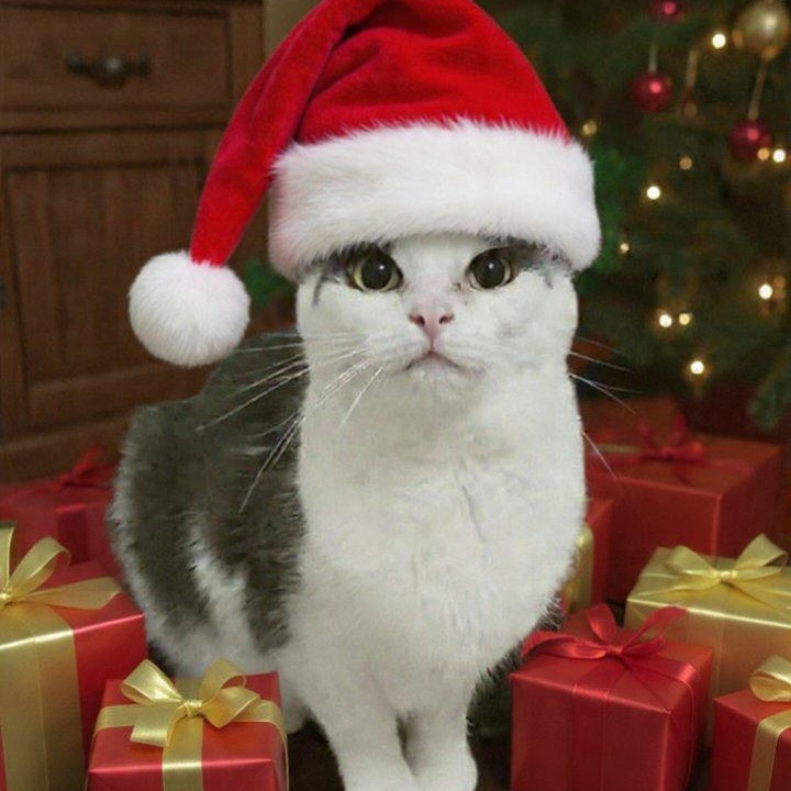 Marble, a Adoptable Domestic Short Hair in St. Marys, WV image 1/4