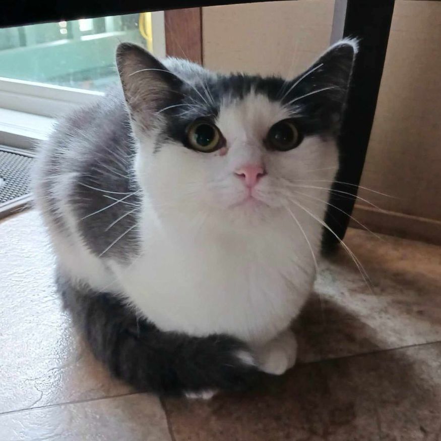 Marble, a Adoptable Domestic Short Hair in St. Marys, WV image 4/4