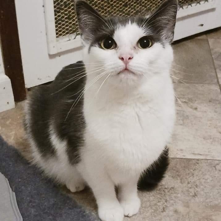 Marble, Adoptable, Adult Female Domestic Short Hair.