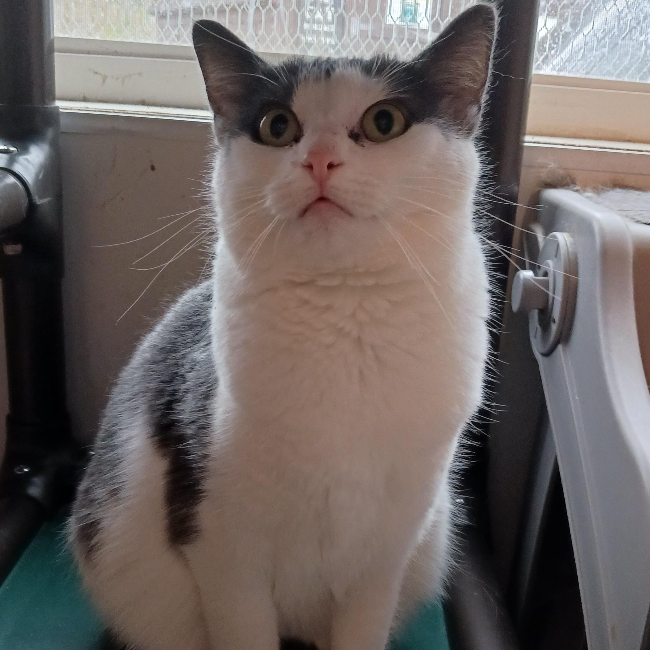 Marble, a Adoptable Domestic Short Hair in St. Marys, WV image 3/4