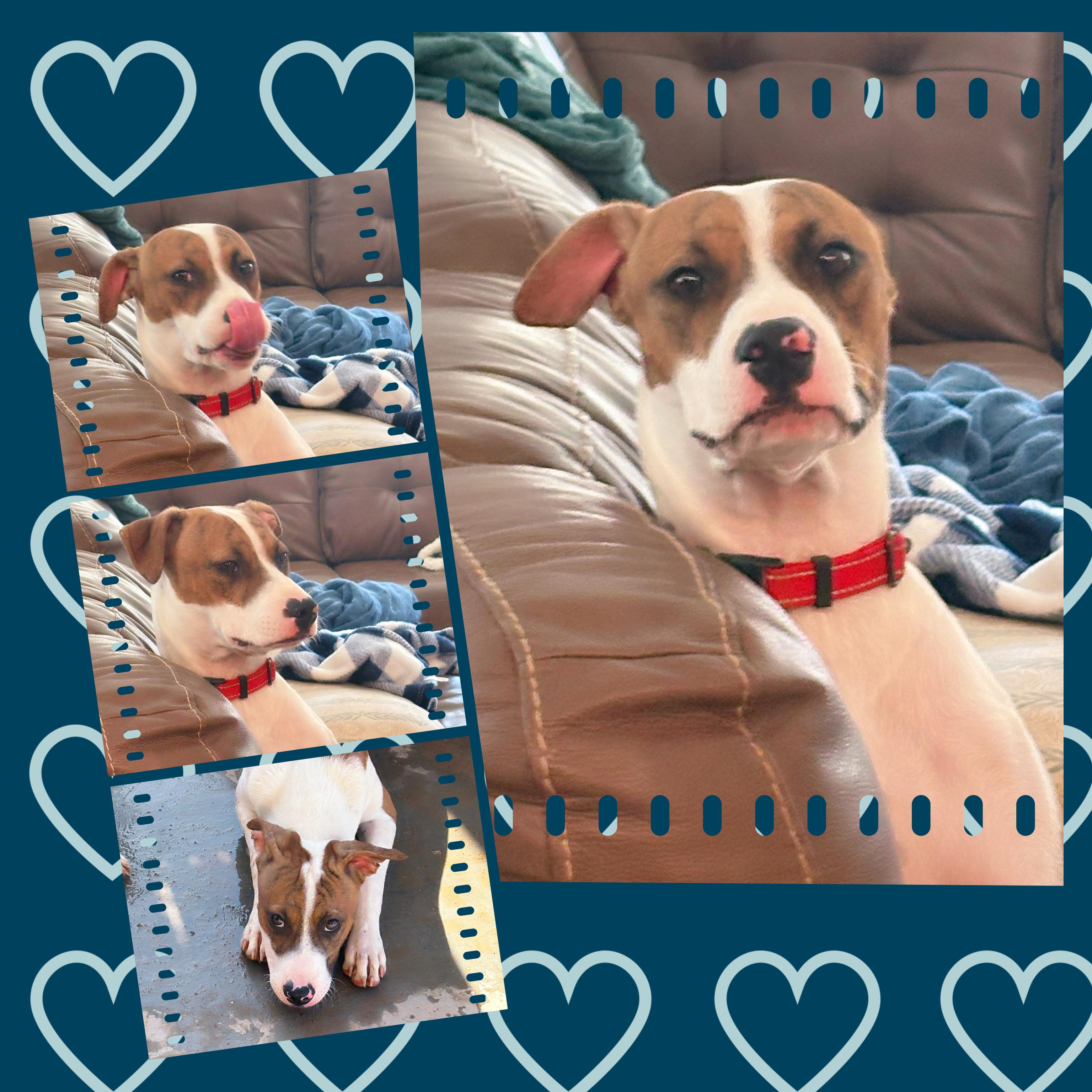 Enlarge CLOVER, a Adoptable mixed breed in Chandler, AZ image 4/4