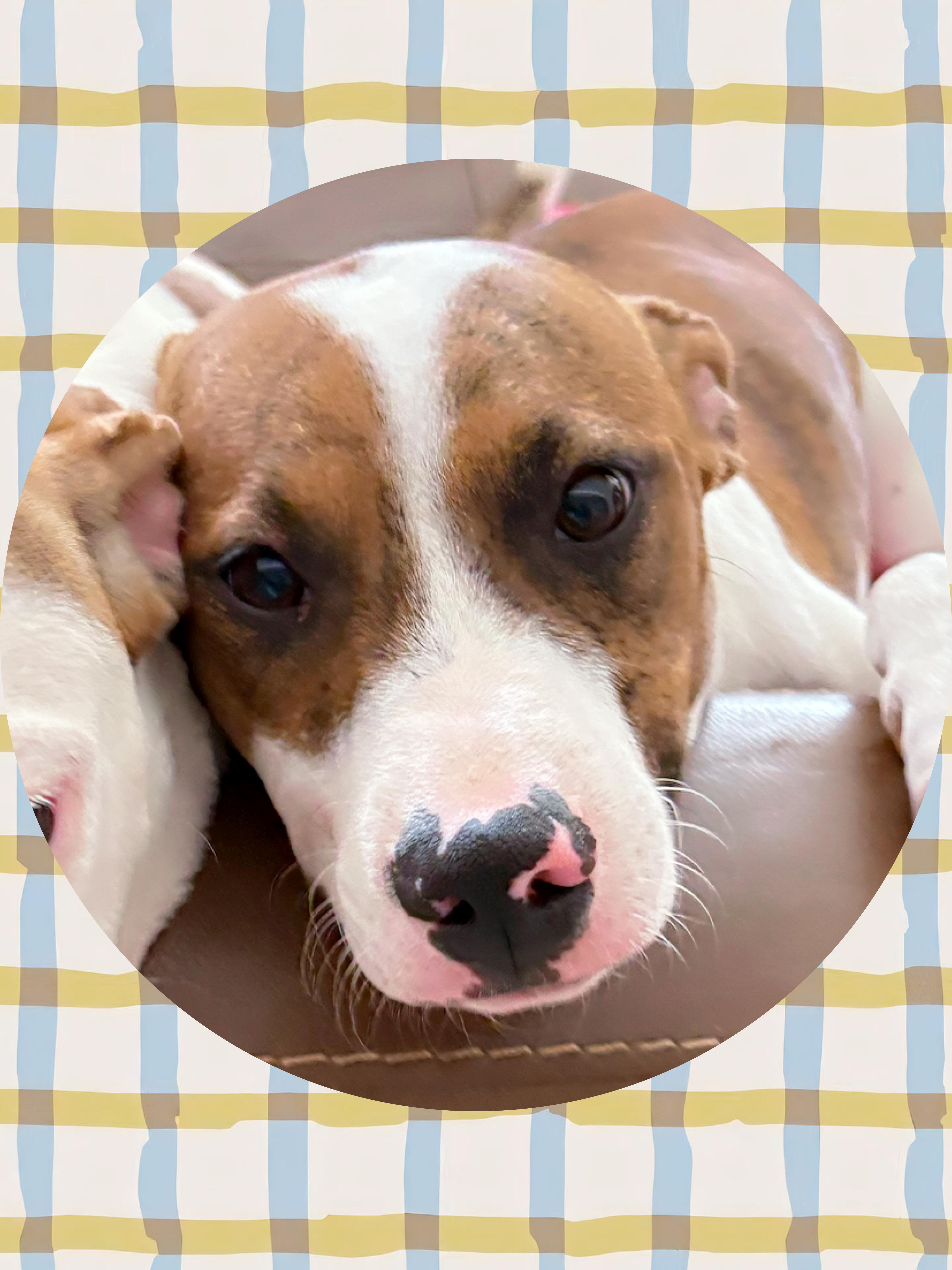 Enlarge CLOVER, a Adoptable mixed breed in Chandler, AZ image 1/4