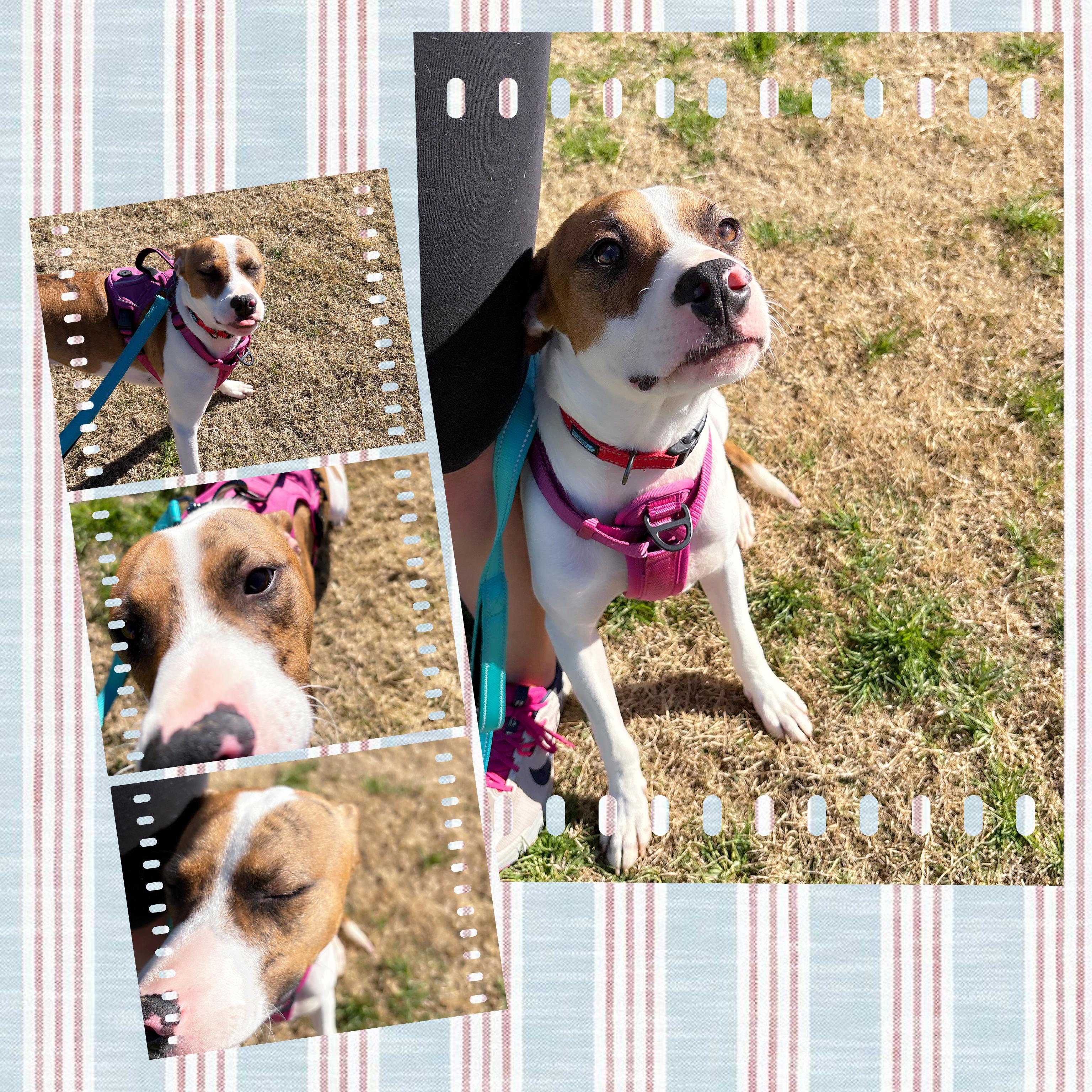 CLOVER, Adoptable, Young Male Labrador Retriever & Pointer.